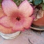 Stapelia hirsutaFlors