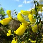 Cytisus scoparius 花
