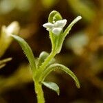 Galium trifidum Flower