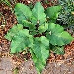 Arctium nemorosum Folla