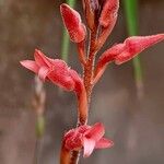 Sacoila lanceolata Flower