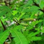 Vachellia collinsii Плод