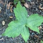 Geranium nodosum Foglia