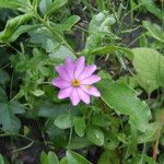 Sabatia gentianoides অভ্যাস