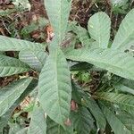 Mareyopsis longifolia Hostoa