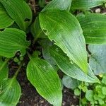 Hosta longipes Blatt