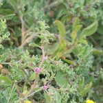 Galenia pubescens Cvet