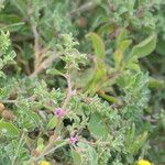 Galenia pubescens Hoja