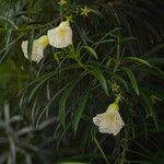 Cascabela thevetia Flor