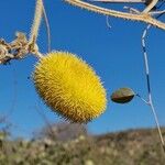 Cucumis dipsaceus Fruit