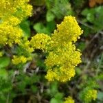 Galium verumFlor