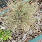 Festuca glauca Feuille