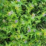 Melampyrum catalaunicum Квітка