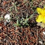 Helianthemum hirtum Frunză