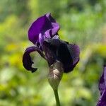 Iris chrysographes Flor