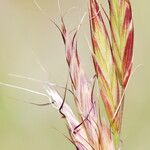 Bromus lanceolatus 花