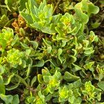 Patellifolia procumbens List