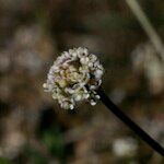 Teesdalia coronopifolia Φρούτο