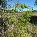 Salix amygdaloides Liść