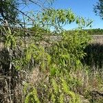 Salix amygdaloides Blatt