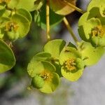 Euphorbia nicaeensisFleur