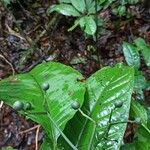 Psychotria ingentifolia Fruto