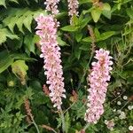 Francoa appendiculata Цвят