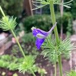 Delphinium ajacisBlüte