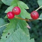 Sorbus intermedia ফল