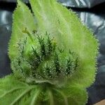Dalechampia scandens Fruto