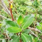 Salix bicolor 葉