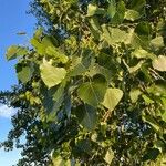 Populus deltoides Blatt