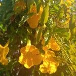 Dolichandra unguis-cati Цвят