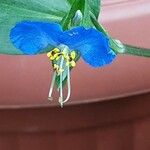 Commelina communis Flor