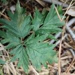 Rubus nemoralis Levél