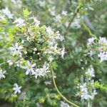 Agathosma ovata फूल