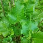 Rumex confertus Blatt