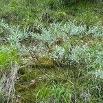 Salix candida Hábito