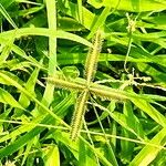 Dactyloctenium aegyptium 花