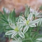 Albuca bracteata Lorea