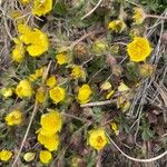 Potentilla heptaphylla Blomma