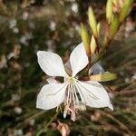 Oenothera lindheimeriÕis