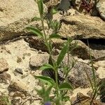 Trichostema brachiatum Folha