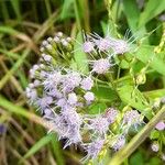 Chromolaena hookeriana Floare