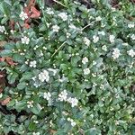 Cotoneaster dammeri Blatt