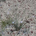 Linum lewisii Hábito