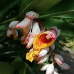 Alpinia zerumbet Flor