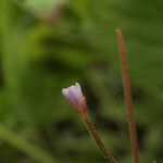 Epilobium clavatum Flower