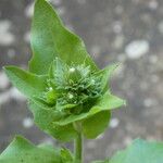 Hieracium amplexicaule Muu