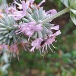 Salvia leucophylla Flor